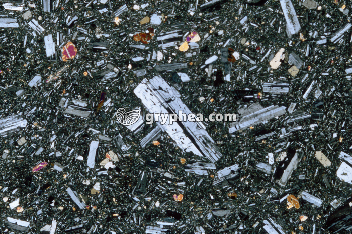 Trachyte LPA x3,5 - gryphea.com